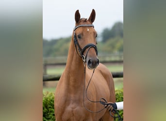 Trakehner, Wallach, 2 Jahre, 167 cm, Fuchs