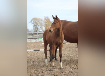 Trakehner, Wallach, 2 Jahre, 168 cm, Brauner