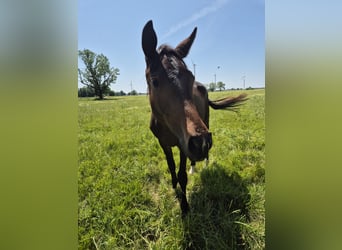 Trakehner, Wallach, 2 Jahre, 168 cm, Schwarzbrauner