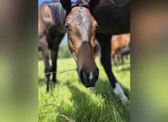 Trakehner, Wallach, 2 Jahre, 168 cm, Schwarzbrauner