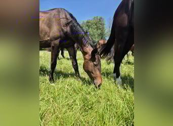 Trakehner, Wallach, 2 Jahre, 168 cm, Schwarzbrauner