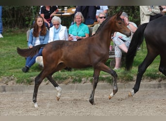 Trakehner, Wallach, 2 Jahre, 168 cm, Schwarzbrauner