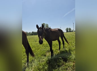 Trakehner, Wallach, 2 Jahre, 168 cm, Schwarzbrauner