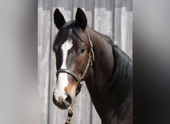 Trakehner, Wallach, 2 Jahre, 168 cm, Schwarzbrauner