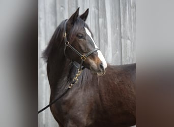 Trakehner, Wallach, 2 Jahre, 168 cm, Schwarzbrauner