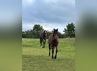 Trakehner, Wallach, 2 Jahre, 170 cm, Brauner