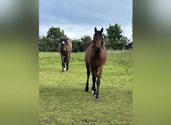 Trakehner, Wallach, 2 Jahre, 170 cm, Brauner