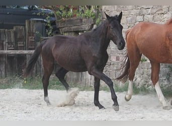 Trakehner, Wallach, 2 Jahre, 170 cm, Schwarzbrauner