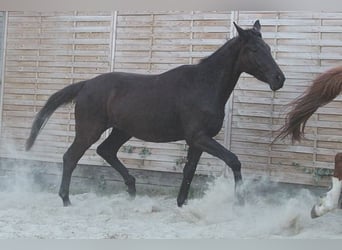 Trakehner, Wallach, 2 Jahre, 170 cm, Schwarzbrauner