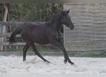 Trakehner, Wallach, 2 Jahre, 170 cm, Schwarzbrauner