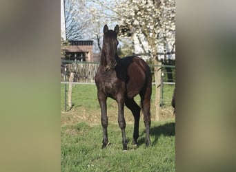 Trakehner, Wallach, 2 Jahre, 170 cm, Schwarzbrauner