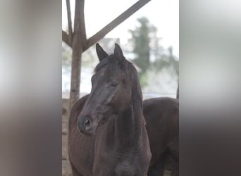 Trakehner, Wallach, 2 Jahre, 170 cm, Schwarzbrauner