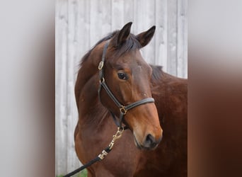 Trakehner, Wallach, 2 Jahre, 172 cm, Brauner
