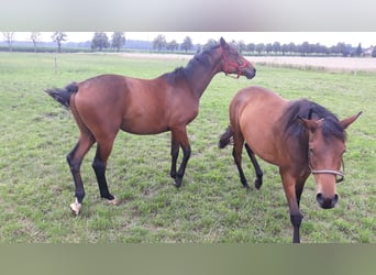 Trakehner, Wallach, 2 Jahre, 172 cm, Dunkelbrauner