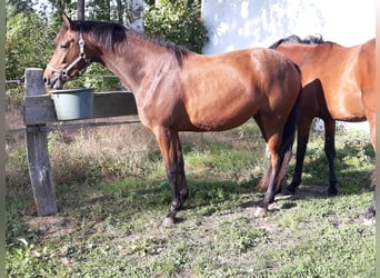 Trakehner, Wallach, 2 Jahre, 172 cm, Dunkelbrauner