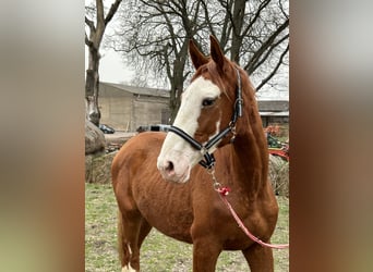 Trakehner, Wallach, 2 Jahre, 172 cm, Fuchs