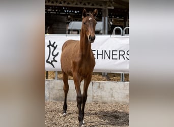 Trakehner, Wallach, 2 Jahre, Brauner