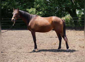 Trakehner, Wallach, 2 Jahre, Brauner