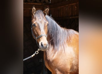 Trakehner, Wallach, 2 Jahre, Brauner