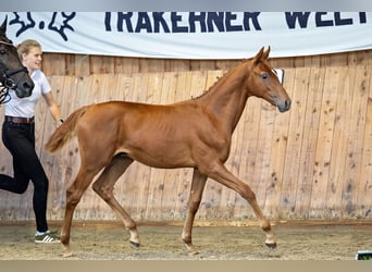 Trakehner, Wallach, 2 Jahre, Fuchs