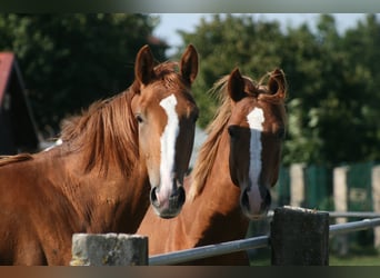 Trakehner, Wallach, 2 Jahre, Fuchs