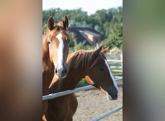 Trakehner, Wallach, 2 Jahre, Fuchs