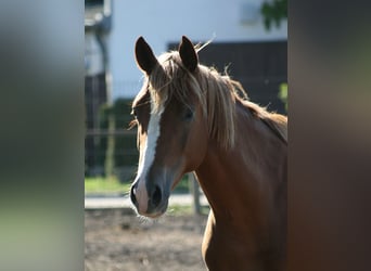 Trakehner, Wallach, 2 Jahre, Fuchs