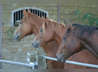 Trakehner, Wallach, 2 Jahre, Fuchs