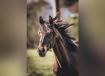 Trakehner, Wallach, 2 Jahre, Schwarzbrauner
