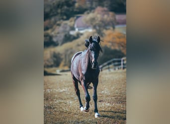 Trakehner, Wallach, 2 Jahre, Schwarzbrauner