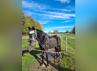 Trakehner, Wallach, 34 Jahre, 174 cm, Dunkelbrauner