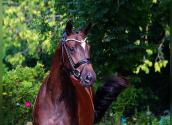 Trakehner, Wallach, 3 Jahre, 157 cm