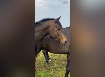 Trakehner, Wallach, 3 Jahre, 159 cm, Brauner