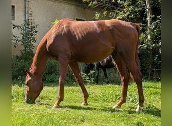 Trakehner, Wallach, 3 Jahre, 160 cm, Fuchs