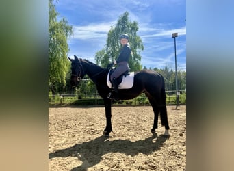 Trakehner, Wallach, 3 Jahre, 162 cm, Brauner
