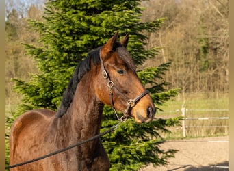 Trakehner, Wallach, 3 Jahre, 162 cm, Brauner