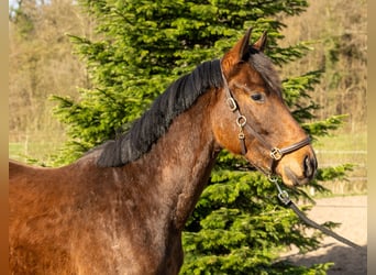 Trakehner, Wallach, 3 Jahre, 162 cm, Brauner