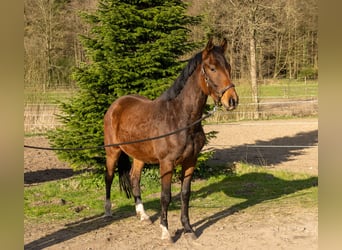 Trakehner, Wallach, 3 Jahre, 162 cm, Brauner