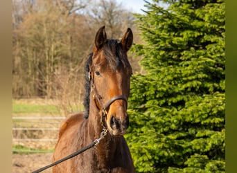 Trakehner, Wallach, 3 Jahre, 162 cm, Brauner