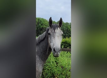 Trakehner, Wallach, 3 Jahre, 162 cm, Schimmel