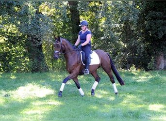 Trakehner, Wallach, 3 Jahre, 163 cm, Brauner