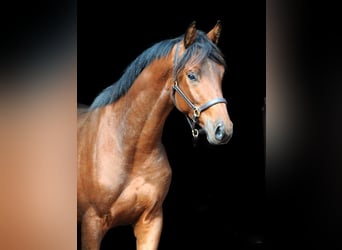 Trakehner, Wallach, 3 Jahre, 163 cm, Brauner