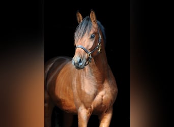Trakehner, Wallach, 3 Jahre, 163 cm, Brauner
