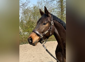 Trakehner, Wallach, 3 Jahre, 163 cm, Brauner