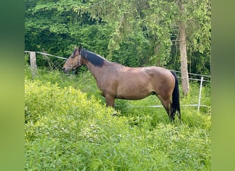 Trakehner, Wallach, 3 Jahre, 163 cm, Brauner