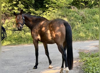 Trakehner, Wallach, 3 Jahre, 163 cm, Brauner
