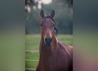 Trakehner, Wallach, 3 Jahre, 163 cm, Brauner