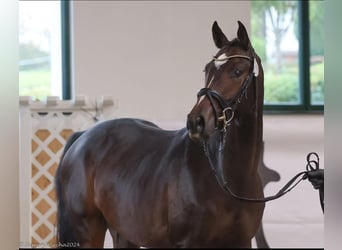 Trakehner, Wallach, 3 Jahre, 163 cm, Dunkelbrauner