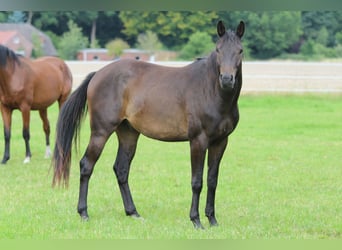 Trakehner, Wallach, 3 Jahre, 163 cm, Dunkelbrauner