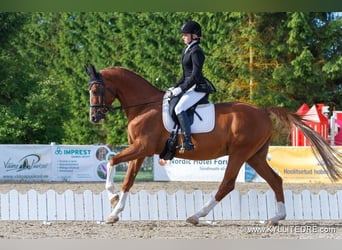 Trakehner, Wallach, 3 Jahre, 163 cm, Palomino